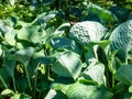 One of the largest Hosta Blue Umbrella with giant, blue-green, thick-textured, corrugated, heart shaped leaves growing in Royalty Free Stock Photo